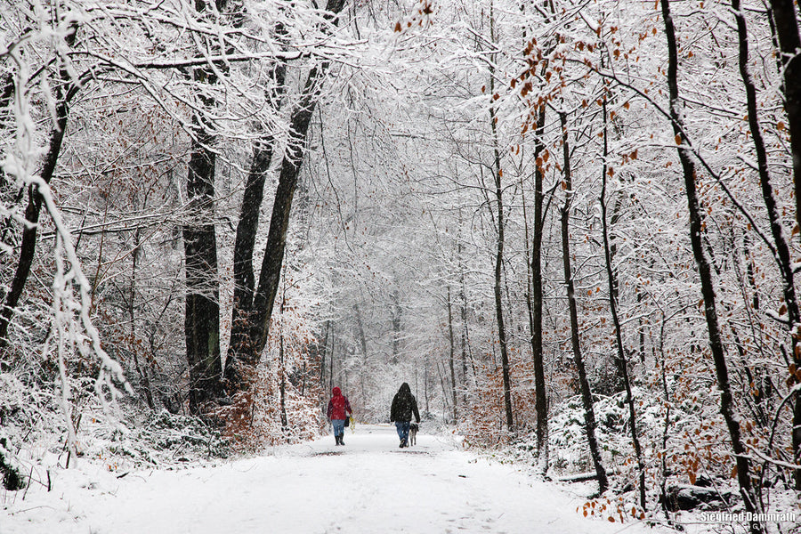 WINTER IM DUISBURGER STADTWALD