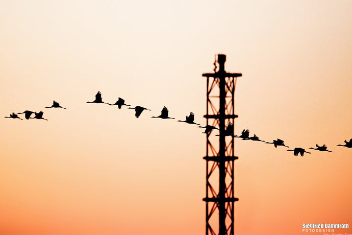WILDLIFE IN DER STADT